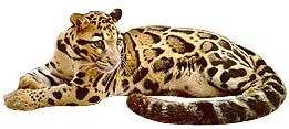 clouded-leopard-b1.jpg