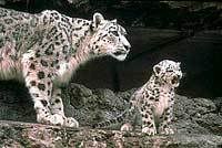 baby and mom snowleopard