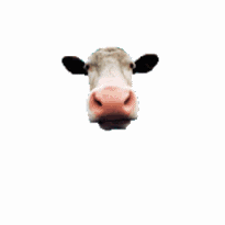 cow_2.gif