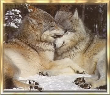 Wolf Hug Pictures, Images and Photos