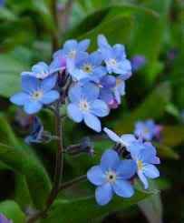 FORGETMENOT Pictures, Images and Photos