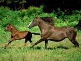mother and kid horse running in the field Pictures, Images and Photos