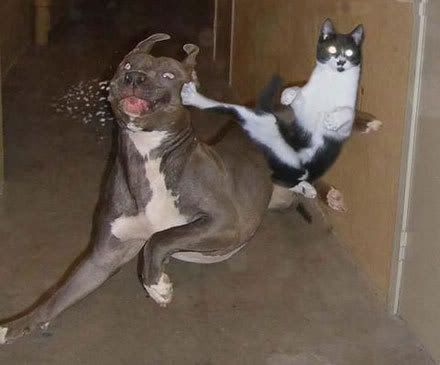 funnyfriday_cat_kicking_dog.jpg