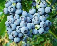 Blueberry Picking Techniques