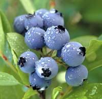 Blueberries And Their Role In Cholesterol Control