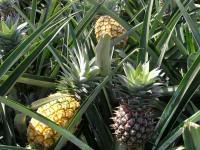 Pineapples: The Healing Fruit Of The Tropics (Includes A Recipe For Pina-Banana Orange Smoothie)