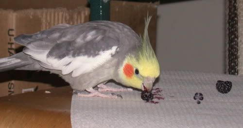 Cockatiel eating a raspberry