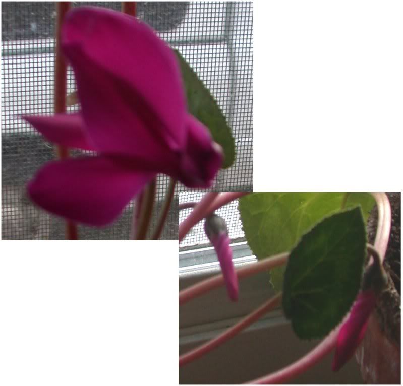 Pink cyclamen flower and buds