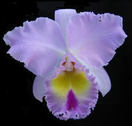purple orchid Pictures, Images and Photos