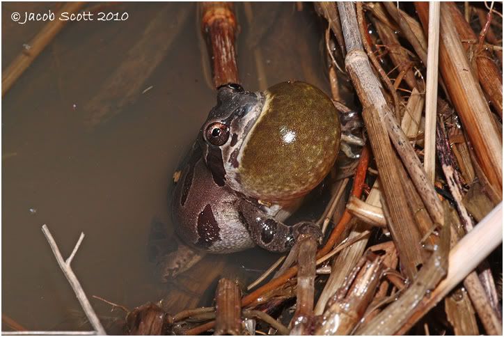 Field Herp Forum • View topic - The year of the FROG