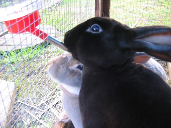 bunnies013.jpg