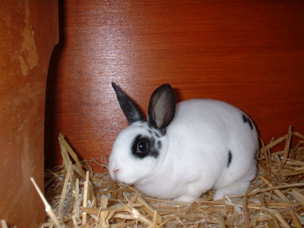 rabbits005.jpg