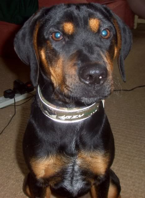 Reptile Forums - Your dogs collar