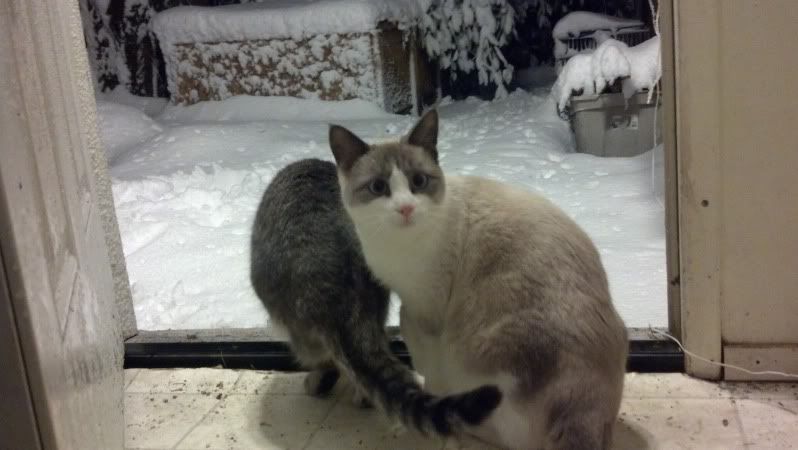 snowcats.jpg