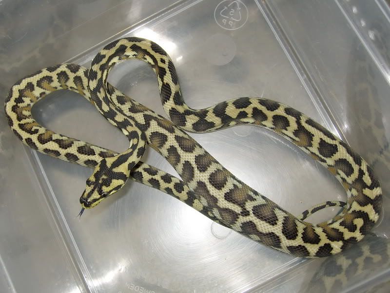 Tiger Jaguar Carpet Python. http://www.reptileforums.co.uk/forums/snake-classifieds/613479-various-carpet-pythons.html. Irian Jaya#39;s granite and 66% het granite