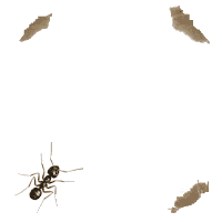 Ant Animation Gif