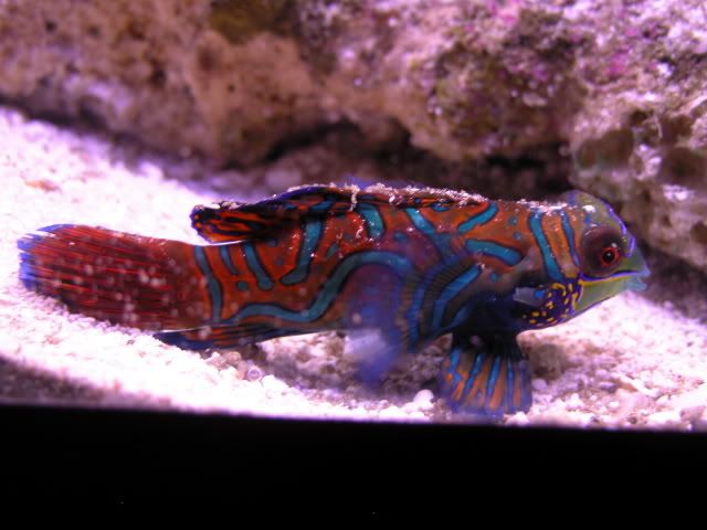 Mandarin+dragonet+fish