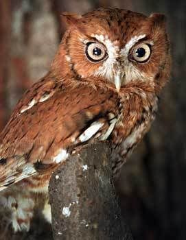 owl photo: Owl owl.jpg