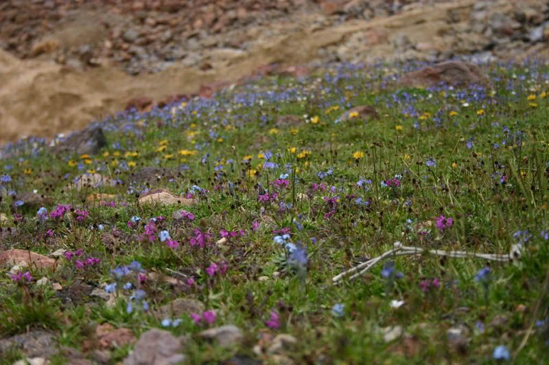 mountain_flowers.jpg Mountain flowers image by venticello