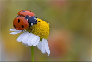 ladybug photo: ladybug ladybug.jpg