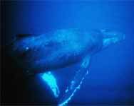 Underwater - humpback