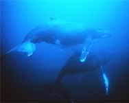 Underwater - 2 humpbacks