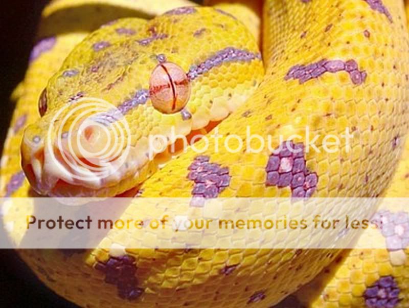 Albino Green Tree Pythons! | Page 2 | Aussie Pythons & Snakes Forum