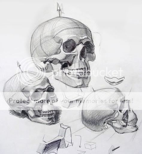 3skullstudies.jpg Photo by panchosimpson | Photobucket