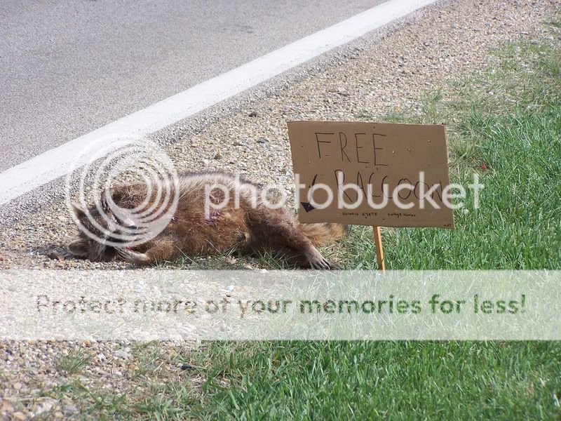 funny-picture-photo-sign-raccoon-CS.jpg