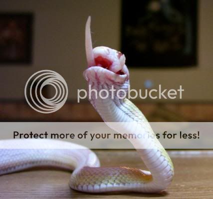 snakes r love: snakecommunity â€