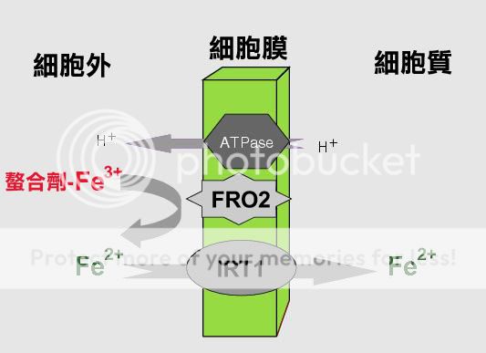 水草对铁肥的吸收